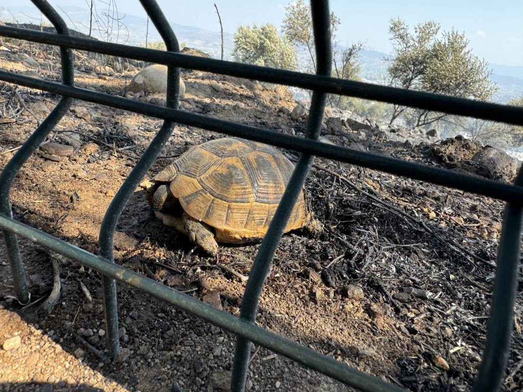 Aydın'daki yangın kontrol altına alındı. 19 er dumandan etkilendi - Resim: 10